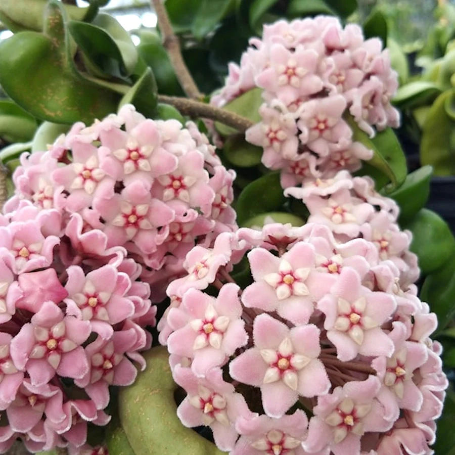 Hoya Carnosa ‘Compacta’ Flowering Plant Seeds – Twisted Foliage, Vining Houseplant Variety