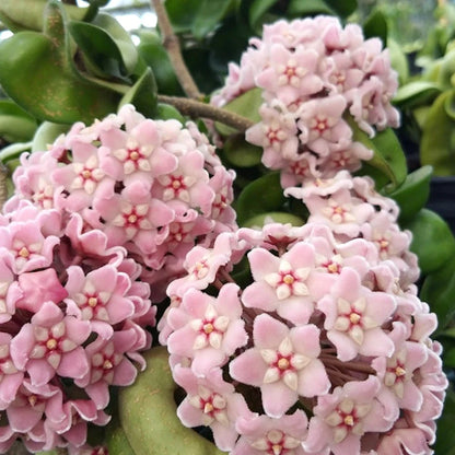 Hoya Carnosa ‘Compacta’ Flowering Plant Seeds – Twisted Foliage, Vining Houseplant Variety