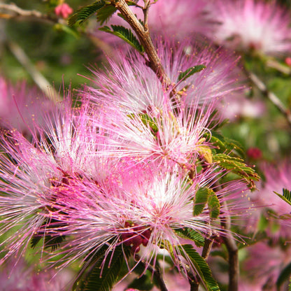 Calliandra Eriophylla Pink Seeds - Fairy Duster Flower - Drought-Tolerant Ornamental Shrub