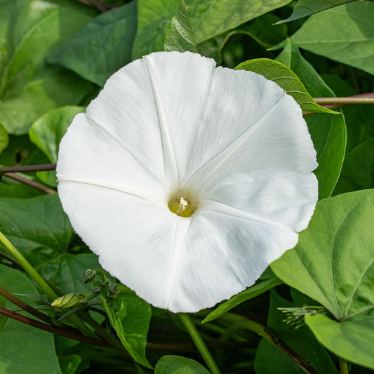 Pearly Gates Ipomoea – Colorful Flower Seeds