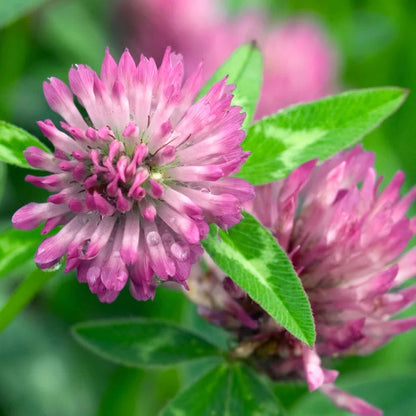 Wild Forest Flower Seeds – Heirloom, Non-GMO, Mixed Woodland Blooms for Planting