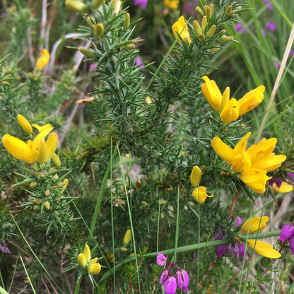 Dwarf Gorse Shrub Seeds (Ulex minor) – Compact Evergreen Shrub, Hardy and Low-Maintenance