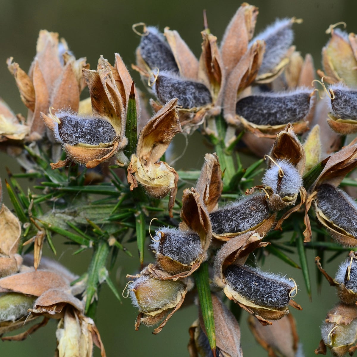 Gorse Seeds Ulex Europaeus Bright Yellow Flowering Shrub - Hardy Drought-Tolerant Plant