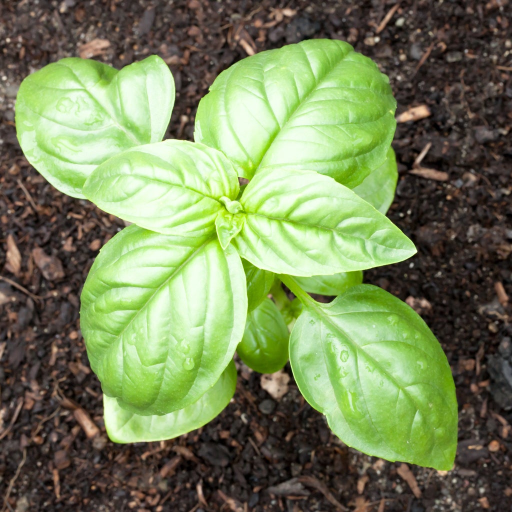 Genovese Basil Seeds – Garden Herb Seeds