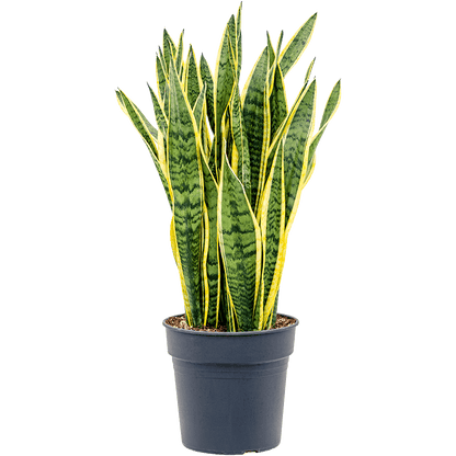 Sansevieria Trifasciata Seeds Snake Plant Air Purifying & Low Maintenance Indoor Plant