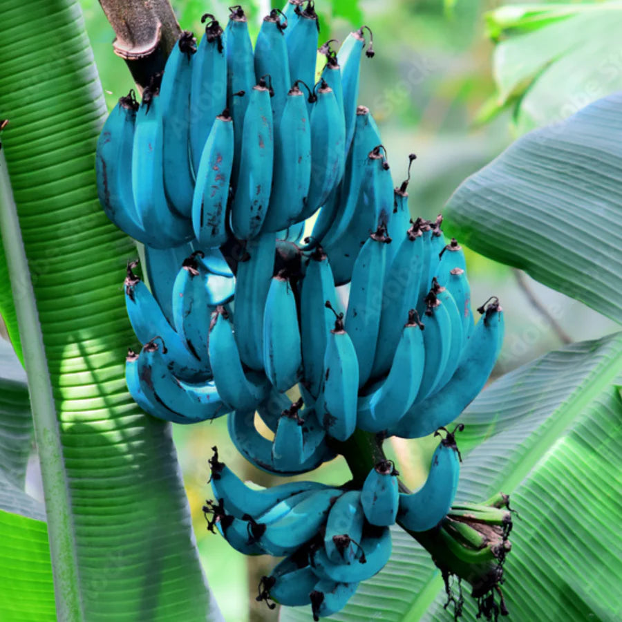 Blue Banana Seeds for Planting – Heirloom, Non-GMO, Musa Blue Java Type, Easy to Grow