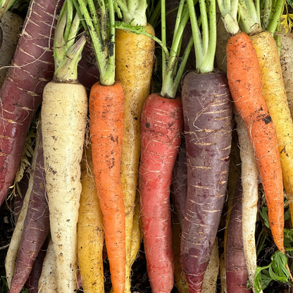 Rainbow Blend Carrot – Garden Vegetable Seeds