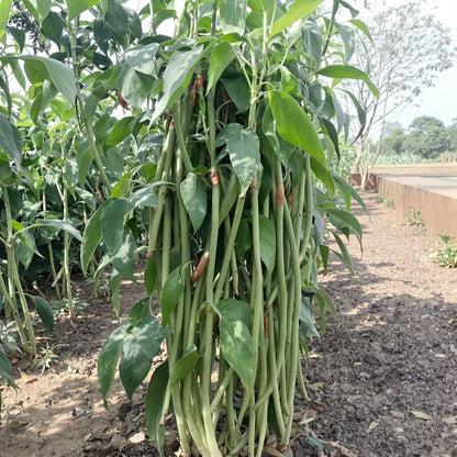 Yard Long Cowpea – Garden Vegetable Seeds