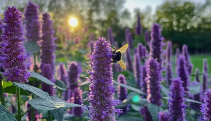Korean Mint Agastache Rugosa – Fragrant Herb Seeds for Garden