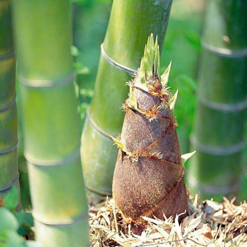 Moso Bamboo Seeds – Hardy Flower Seeds