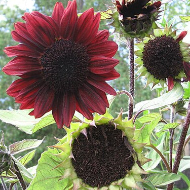Rare Sunflower Seeds for Planting Unique Garden Varieties Vibrant Non-GMO Blooms