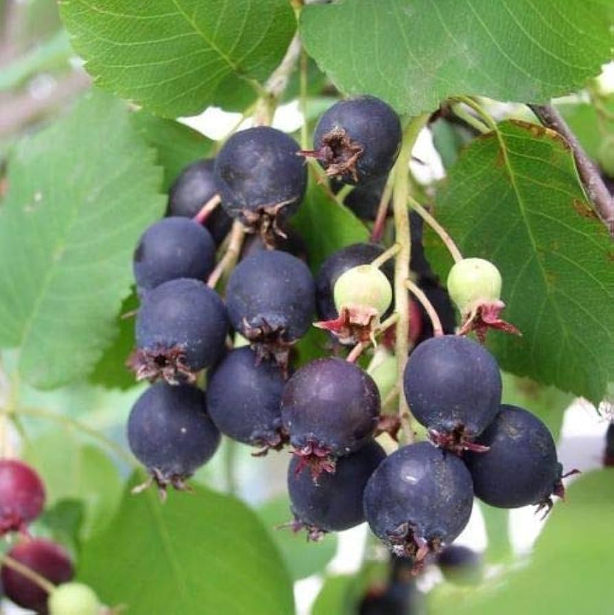 Saskatoon Serviceberry Amelanchier Alnifolia – Hardy Shrub Seeds