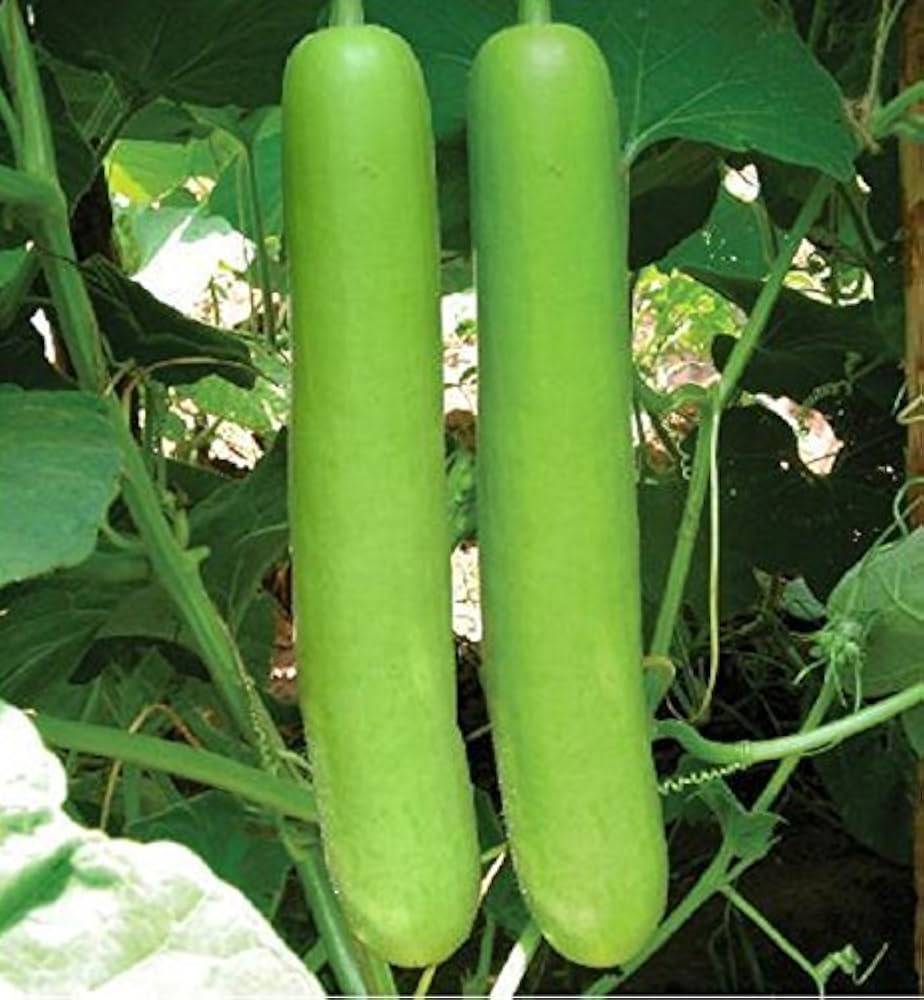 Bottle Gourd – Heirloom Vegetable Garden Seeds