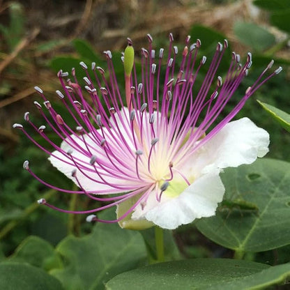 Caper Spice Seeds – Perennial Flower Seeds