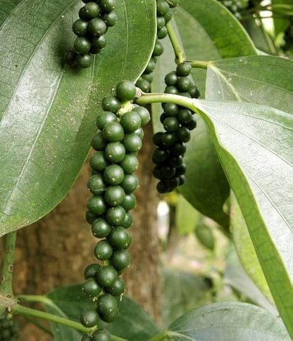 Black Pepper (Piper nigrum) Seeds for Planting – Heirloom, Non-GMO, High-Yield, Climbing Variety, Perennial