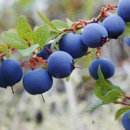 European Blueberry Seeds – Garden Fruit Seeds