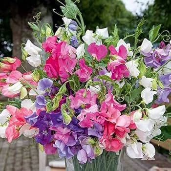 Ripples On The – Garden Flower Seeds