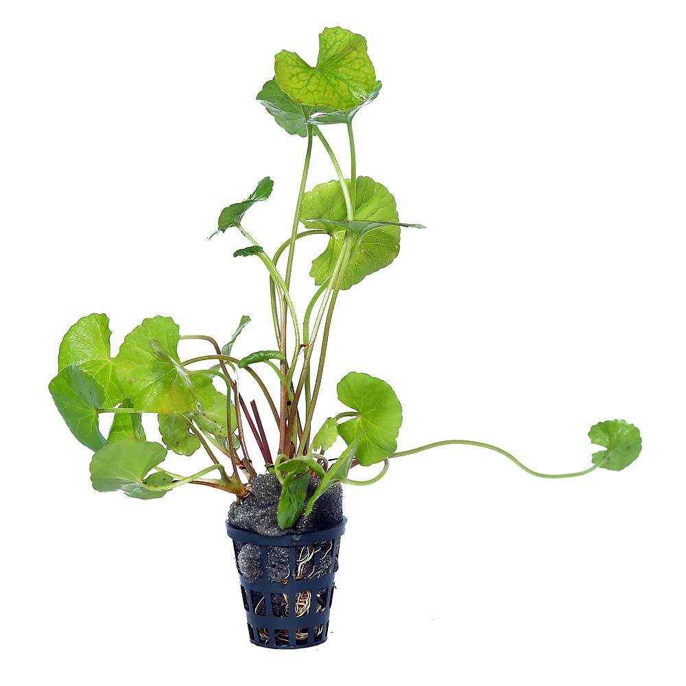 Hydrocotyle Verticillata – Umbrella Pennywort Aquarium Plant Seeds