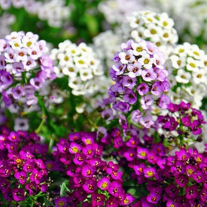 Lilac Lace Alyssum – Mixed, Perennial Flower Seeds