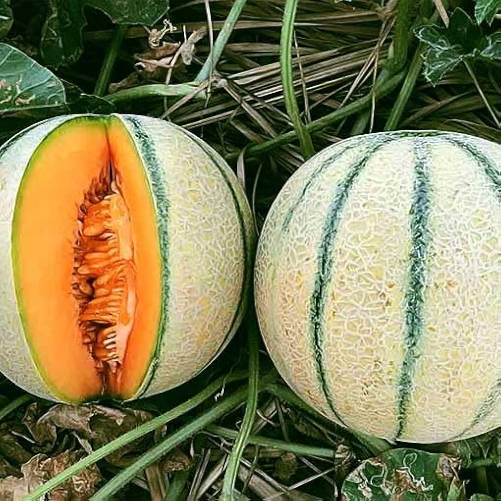Coconut Melon Fruit Seeds