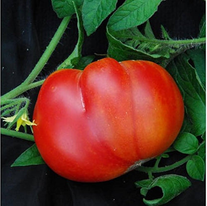 Olimp Malinovyi Tomato – Heirloom Vegetable Garden Seeds