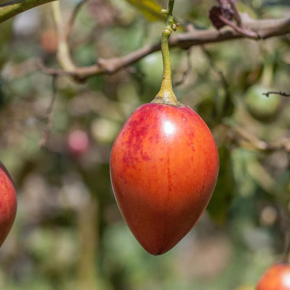 Tomato Tree Seeds For Planting Tamarillo Cyphomandra Betacea – Hardy Fruit Tree Seeds
