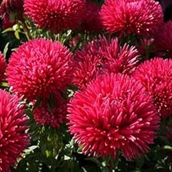 Aster Paeony Duchess Scarlet Callistephus Chinensis – Dwarf Garden Flower Seeds