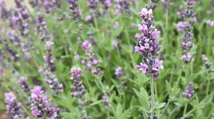 Red Lavender Perennial – Perennial Herb Seeds