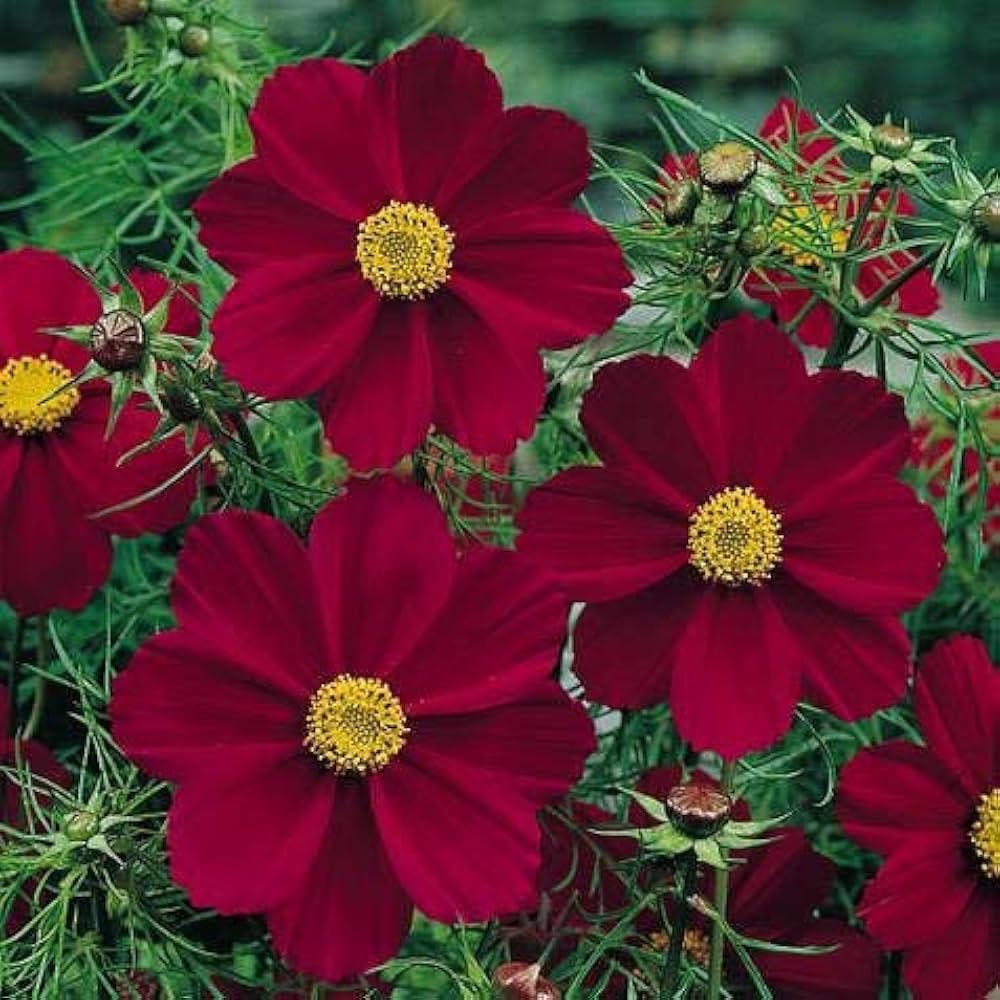 Cosmos Cosmos Bipinnatus – Red Versailles Flower Seeds