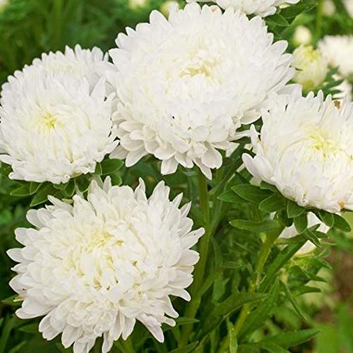 Aster Needle Unicum White Callistephus Chinensis – Dwarf Garden Flower Seeds