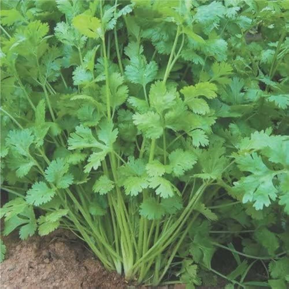 Coriander Seeds Fresh Cilantro Herb Easy-to-Grow Kitchen Garden Seeds