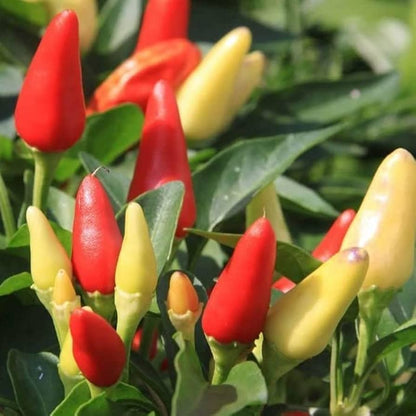 Chili Pepper Prairie Fire Capsicum Annuum – Ornamental Garden Vegetable Seeds