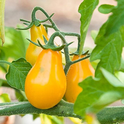 Yellow Pear Tomato – Heirloom Vegetable Garden Seeds