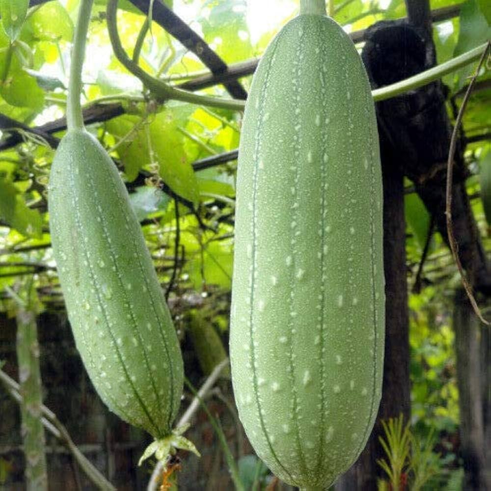 Luffa Aegyptica – Sponge Gourd Annual Vine Seeds