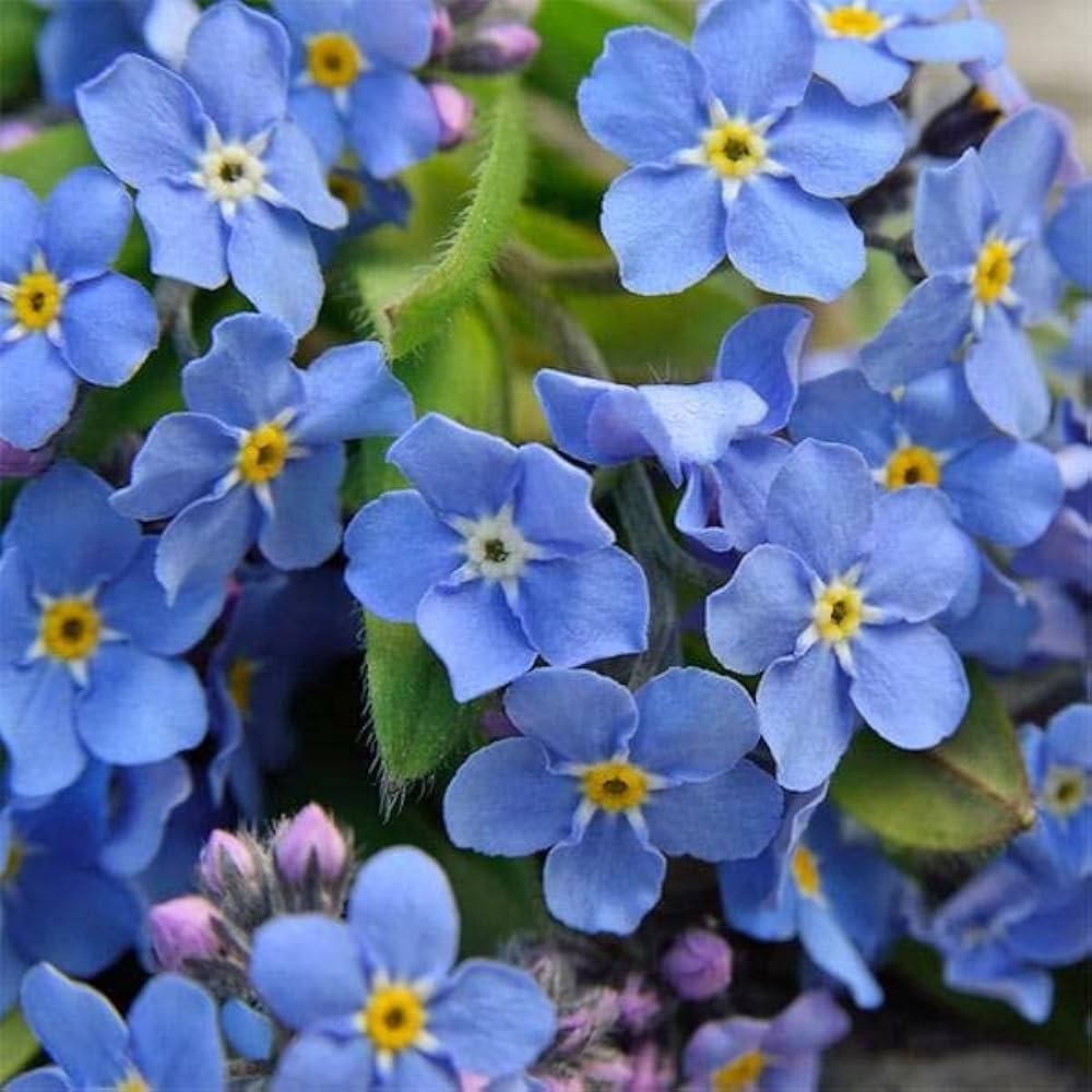 Forget Me Not Myosotis Sylvatica – Blue Garden Flower Seeds