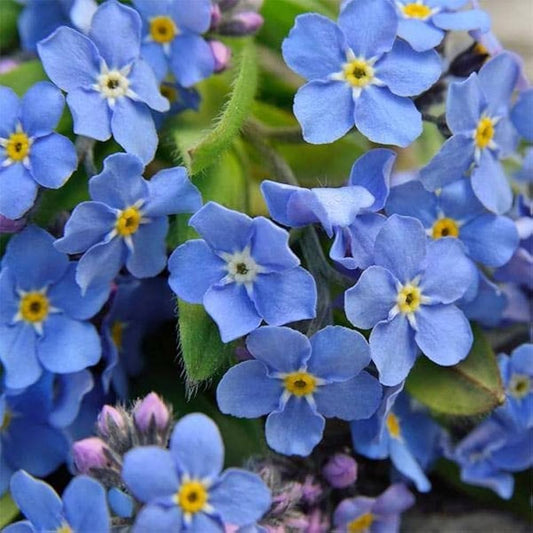 Forget Me Not Myosotis Sylvatica – Blue Garden Flower Seeds
