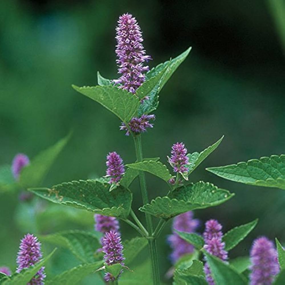 Anise Hyssop Blue Spike Agastache Foeniculum – Aromatic Herb Garden Seeds
