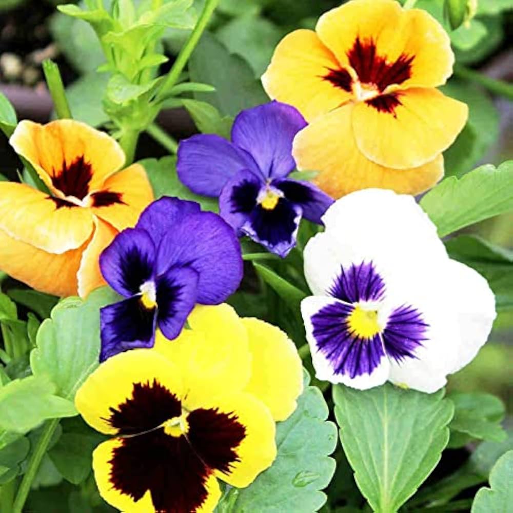 Violet Yellow Pansy Flower seeds for Planting - Bright Blooms, Heirloom & GMO Free Seeds for Home Garden