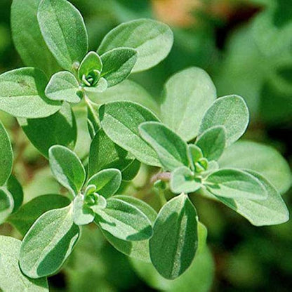 Sweet Marjoram Origanum Majorana – Herb Seeds for Planting