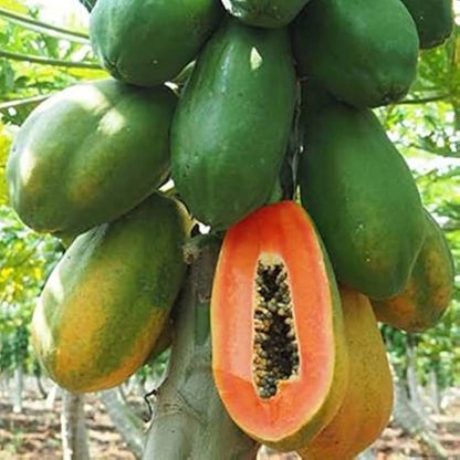 Pusa Nanha Dwarf Papaya Seeds – Compact Growing, Non-GMO, Heirloom Variety