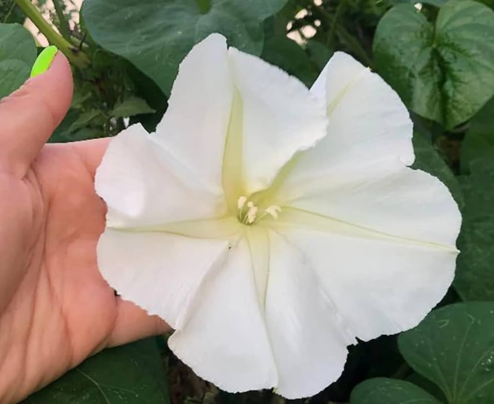 White Hige Ipomoea – Garden Flower Seeds