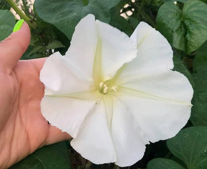 White Hige Ipomoea – Garden Flower Seeds