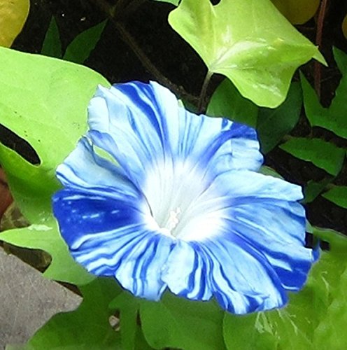 Blue Flowjiro Japanese – Garden Flower Seeds