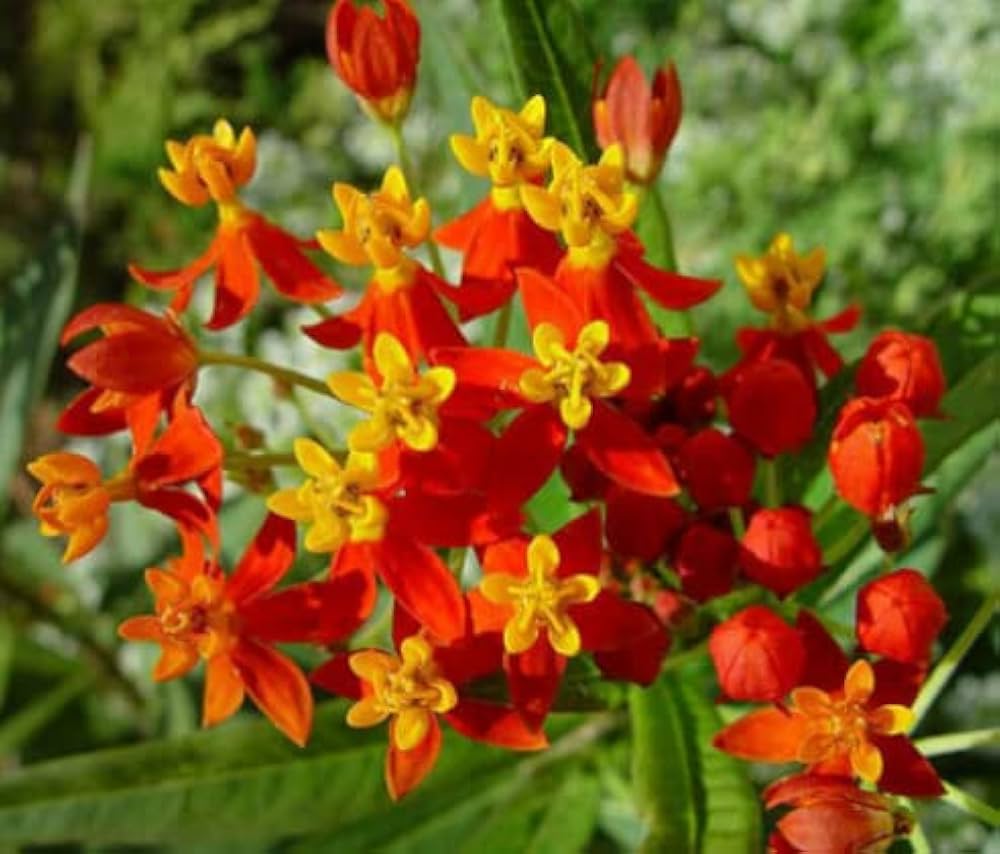 Blood Flower Asclepias Curassavica – Scarlet Milkweed Flower Seeds