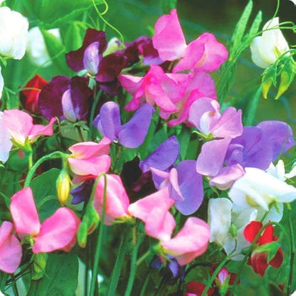 Royal Family Sweet Pea Lathyrus Odoratus – Fragrant Flower Seeds