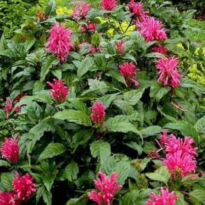 Pachystachys Pink Lutea Flower Seeds – Heirloom, Non-GMO, Ornamental Tropical Variety