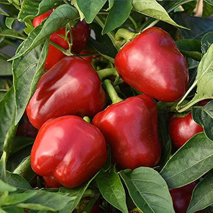 Ajvarsky Pepper – Thick-Walled Heirloom Vegetable Garden Seeds