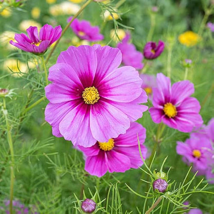 Cosmos Radiance Flower Annual Flower Seeds
