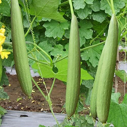 Luffa Sponge Gourd – Garden Flower Seeds