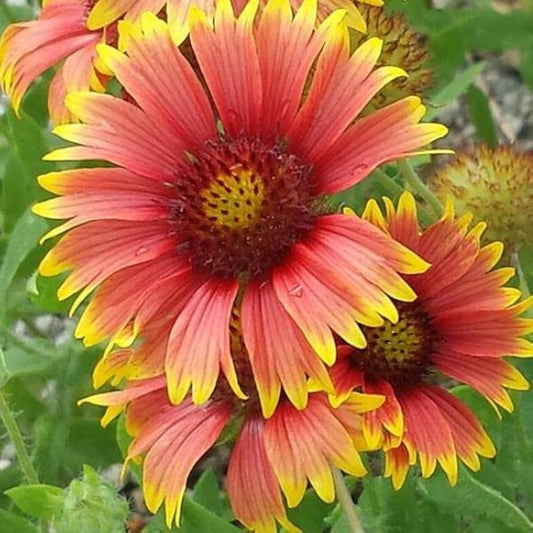 Blanket Flower Gaillardia Aristata – Garden Flower Seeds